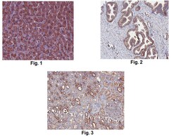 MilliporeSigma Catechol O-methyltransferase/COMT, Rabbit, Unlabeled, Polyclonal,